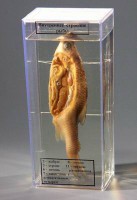 Влажный препарат "Внутреннее строение рыбы" - fgospostavki.ru - Одинцово