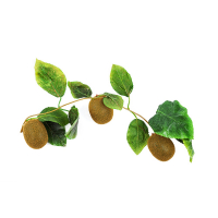 Ветка муляжей "Киви" - fgospostavki.ru - Одинцово