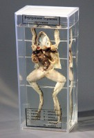 Влажный препарат "Внутреннее строение лягушки" - fgospostavki.ru - Одинцово