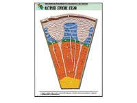 Рельефная таблица "Клеточное строение стебля" (формат А1, матовое ламинирование) - fgospostavki.ru - Одинцово