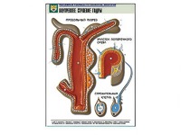 Рельефная таблица "Внутреннее строение гидры" - fgospostavki.ru - Одинцово