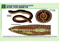 Рельефная таблица "Внутреннее строение дождевого червя" (формат А1, матовое ламинирование) - fgospostavki.ru - Одинцово