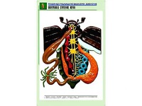 Рельефная таблица "Внутреннее строение жука" (формат А1, матовое ламинирование) - fgospostavki.ru - Одинцово