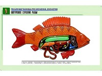 Рельефная таблица "Внутреннее строение рыбы" (формат А1, матовое ламинирование) - fgospostavki.ru - Одинцово