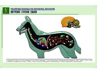 Рельефная таблица "Внутреннее строение собаки" (формат А1, матовое ламинирование) - fgospostavki.ru - Одинцово