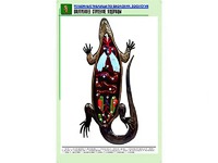 Рельефная таблица "Внутреннее строение ящерицы" (формат А1, матовое ламинирование) - fgospostavki.ru - Одинцово
