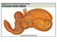 Рельефная таблица "Желудок жвачного животного" (формат А1, матовое ламинирование) - fgospostavki.ru - Одинцово