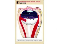 Рельефная таблица "Глаз. Строение" (формат А1, матовое ламинирование) - fgospostavki.ru - Одинцово