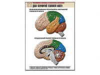 Рельефная таблица "Доли полушарий головного мозга" (формат А1, матовое ламинирование) - fgospostavki.ru - Одинцово