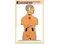 Рельефная таблица "Железы внутренней секреции" (формат А1, матовое ламинирование) - fgospostavki.ru - Одинцово