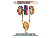 Рельефная таблица "Мочевыделительная система" (формат А1, матовое ламинирование) - fgospostavki.ru - Одинцово