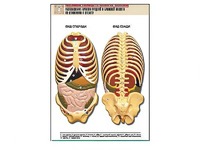 Рельефная таблица "Расположение органов грудной и брюшной полостей по отношению к скелету"(формат А1, ламинированная) - fgospostavki.ru - Одинцово