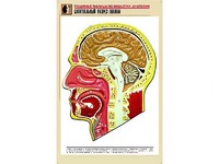 Рельефная таблица "Сагиттальный разрез головы" (формат А1, матовое ламинирование) - fgospostavki.ru - Одинцово