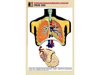 Рельефная таблица "Строение легких" (формат А1, матовое ламинирование) - fgospostavki.ru - Одинцово