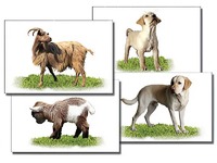 Набор карточек "Домашние животные" (раздаточные) - fgospostavki.ru - Одинцово