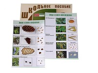 Коллекция "Шишки, плоды, семена деревьев и кустарников" - fgospostavki.ru - Одинцово