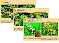 Гербарий фотографический "Ядовитые растения" - fgospostavki.ru - Одинцово