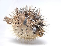 Сухой препарат "Еж-рыба морская" - fgospostavki.ru - Одинцово