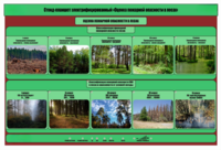 Стенд-планшет электрифицированный «Оценка пожарной опасности в лесах»  - fgospostavki.ru - Одинцово