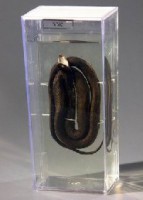 Влажный препарат "Уж" - fgospostavki.ru - Одинцово