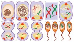 Модель-аппликация Деление клетки. Митоз и мейоз - fgospostavki.ru - Одинцово
