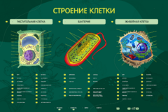Электрифицированный стенд "Строение клетки" с маркерными полями - fgospostavki.ru - Одинцово