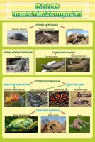 Стенд "Класс пресмыкающиеся" - fgospostavki.ru - Одинцово