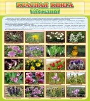 Стенд "Красная книга - растения" - fgospostavki.ru - Одинцово