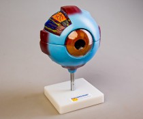 Модели - fgospostavki.ru - Одинцово