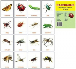 Раздаточные карточки "Насекомые" - fgospostavki.ru - Одинцово
