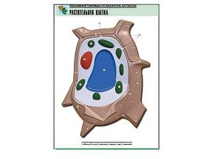 Рельефная таблица "Растительная клетка" (формат А1, матовое ламинирование) - fgospostavki.ru - Одинцово