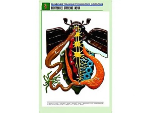 Рельефная таблица "Внутреннее строение жука" (формат А1, матовое ламинирование) - fgospostavki.ru - Одинцово