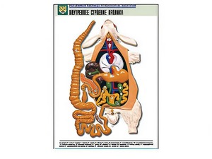 Рельефная таблица "Внутреннее строение кролика" (формат А1, матовое ламинирование) - fgospostavki.ru - Одинцово