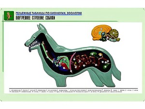 Рельефная таблица "Внутреннее строение собаки" (формат А1, матовое ламинирование) - fgospostavki.ru - Одинцово