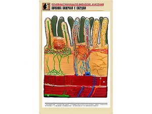 Рельефная таблица "Ворсинка кишечная с сосудом" (формат А1, матовое ламинирование) - fgospostavki.ru - Одинцово