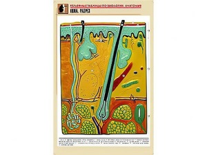 Рельефная таблица "Кожа. Разрез" (формат А1, матовое ламинирование) - fgospostavki.ru - Одинцово