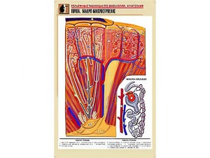 Рельефная таблица "Почка. Макро-микростроение" (формат А1, матовое ламинирование) - fgospostavki.ru - Одинцово