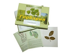 Гербарий "Дикорастущие растения" (30 видов, с иллюстрациями) - fgospostavki.ru - Одинцово
