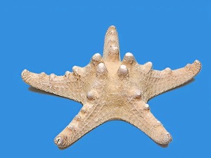 Сухой препарат "Звезда морская" - fgospostavki.ru - Одинцово