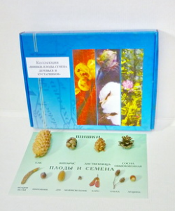 Коллекция "Шишки, плоды, семена деревьев и кустарников" - fgospostavki.ru - Одинцово