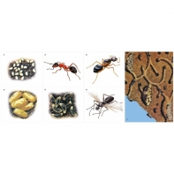 Модель-аппликация Муравьи. Устройство муравейника - fgospostavki.ru - Одинцово