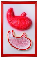 Барельефная модель "Желудок" - fgospostavki.ru - Одинцово