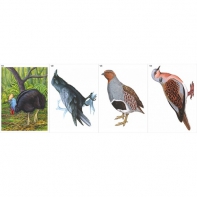 Модель-аппликация Многообразие хордовых. Птицы  - fgospostavki.ru - Одинцово