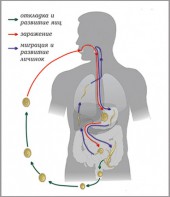 Модель-аппликация Цикл развития аскариды - fgospostavki.ru - Одинцово