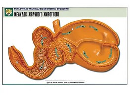 Рельефная таблица "Желудок жвачного животного" (формат А1, матовое ламинирование) - fgospostavki.ru - Одинцово