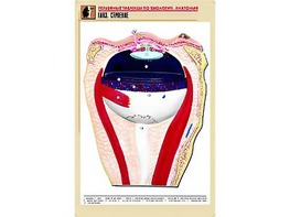 Рельефная таблица "Глаз. Строение" (формат А1, матовое ламинирование) - fgospostavki.ru - Одинцово