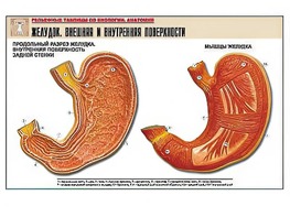 Рельефная таблица "Желудок. Внешняя и внутренняя поверхности" (формат А1, матовое ламинирование) - fgospostavki.ru - Одинцово