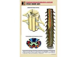 Рельефная таблица "Строение спинного мозга " (формат А1, матовое ламинирование) - fgospostavki.ru - Одинцово