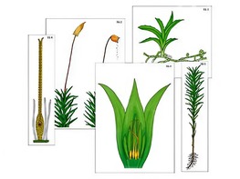 Модель-аппликация "Размножение мха" (ламинированная) - fgospostavki.ru - Одинцово
