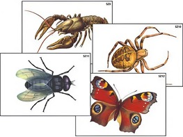 Модель-аппликация "Разнообразие беспозвоночных" (ламинированная) - fgospostavki.ru - Одинцово